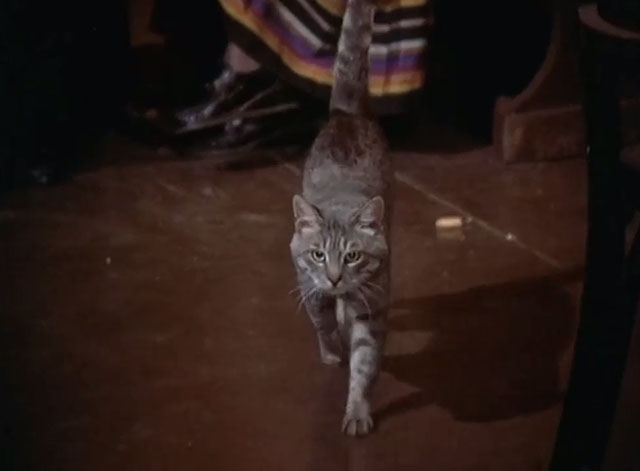 St. Elsewhere - Tweety and Ralph - gray tabby cat walking across floor of restaurant