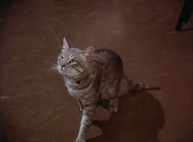 St. Elsewhere - Tweety and Ralph - gray tabby cat looking up