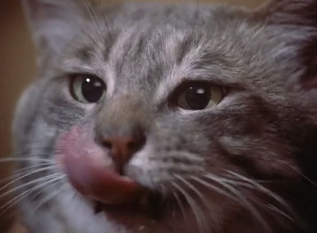 St. Elsewhere - Tweety and Ralph - extreme close up of gray tabby cat licking lips