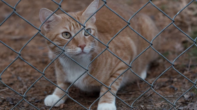 Stranger Things - Holly Jolly - orange tabby cat behind chain link fence