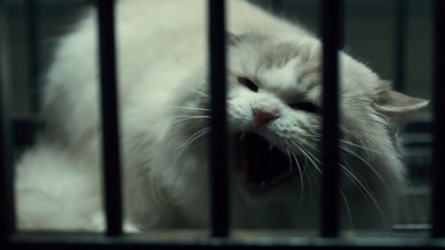 Stranger Things - Holly Jolly - long haired white cat hissing in cage