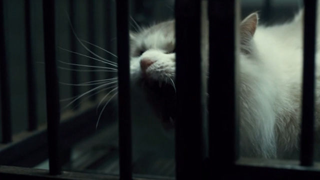 Stranger Things - Holly Jolly - long haired white cat hissing in cage