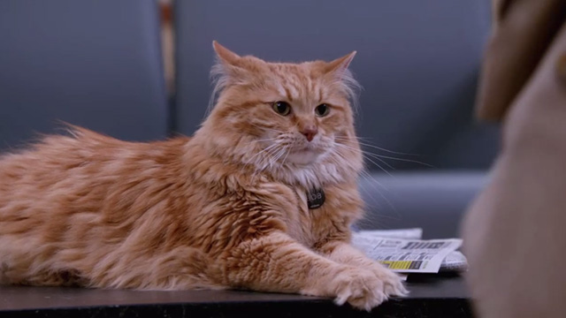 Supernatural - Hunteri Heroici - long-haired ginger tabby cat Bob