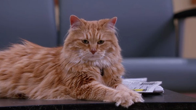 Supernatural - Hunteri Heroici - long-haired ginger tabby cat Bob