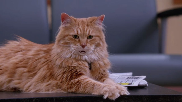 Supernatural - Hunteri Heroici - long-haired ginger tabby cat Bob talking