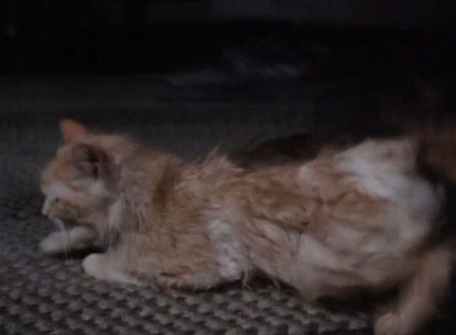 Tales From the Crypt - Collection Completed - Jonas tripping over orange tabby cat Mew Mew