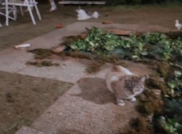 Tales From the Crypt - Collection Completed - cats seen in back yard