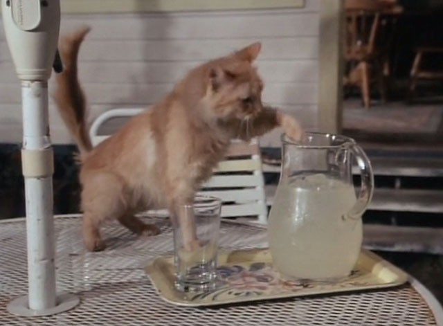 Tales From the Crypt - Collection Completed - orange tabby cat Mew Mew pawing at pitcher of lemonade