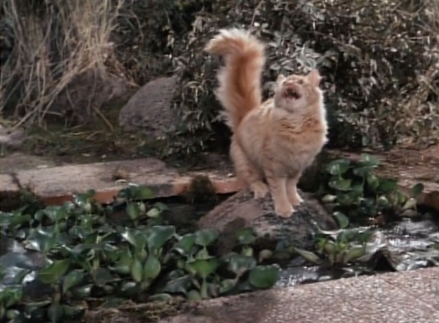 Tales From the Crypt - Collection Completed - orange tabby cat Mew Mew meowing by pond