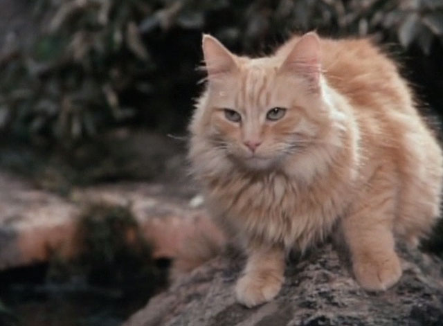 Tales From the Crypt - Collection Completed - orange tabby cat Mew Mew sitting on rock