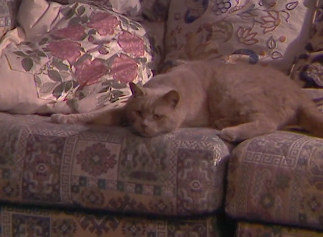 Tales of the Unexpected - Edward the Conqueror - ginger tabby cat lying on couch