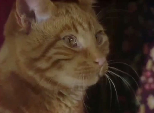 Tales of the Unexpected - There's One Born Every Minute - close up of ginger tabby cat Ronald