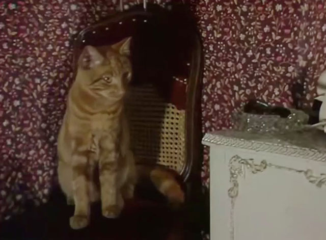 Tales of the Unexpected - There's One Born Every Minute - ginger tabby cat Ronald on chair
