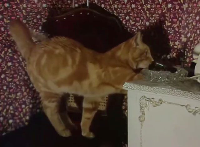 Tales of the Unexpected - There's One Born Every Minute - ginger tabby cat Ronald climbing onto dresser