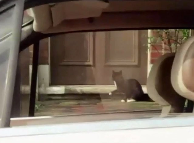 Target - The Run - tuxedo cat sitting outside door