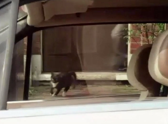 Target - The Run - tuxedo cat running away from door