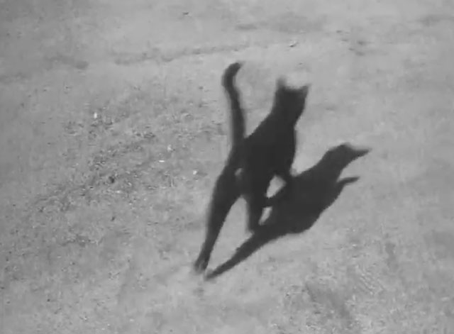 Tate - Quiet After the Storm - Mr. Black Cat running away