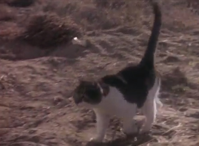 Television Parts - Tales of Inspiration Scruffy cat walking through desert