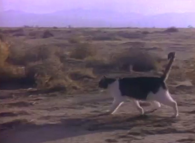 Television Parts - Tales of Inspiration Scruffy cat walking through desert