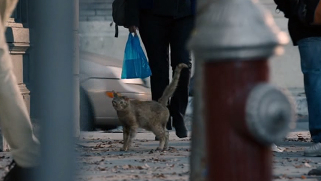 This is Us - Clooney - orange tabby cat with bent ear on sidewalk of city