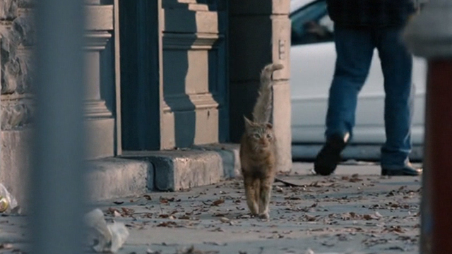 This is Us - Clooney - orange tabby cat with bent ear walking on sidewalk of city