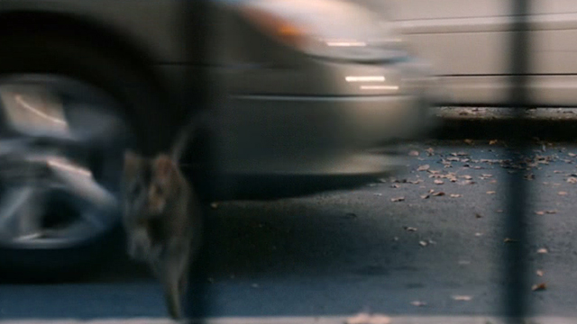 This is Us - Clooney - orange tabby cat with bent ear on city street dodging cars