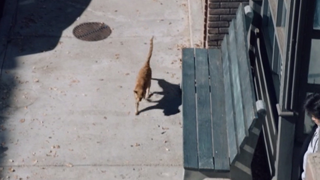 This is Us - Clooney - orange tabby cat walking down sidewalk of city