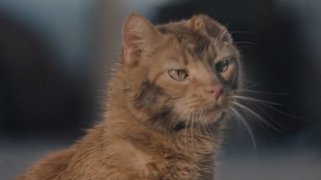 This is Us - Clooney - closer of orange tabby cat Clooney with bent ear walking on city street