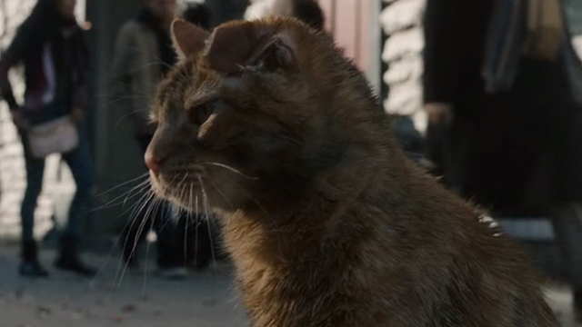 This is Us - Clooney - closer profile of orange tabby cat Clooney with bent ear walking on city street