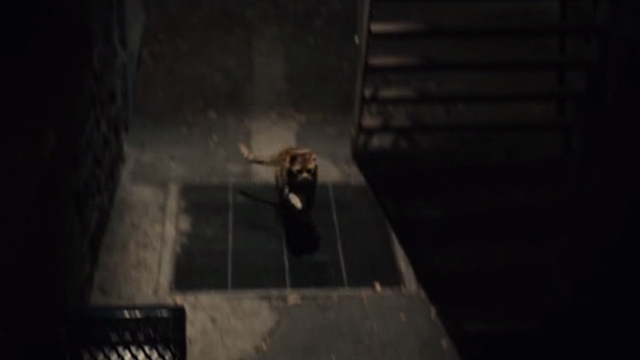 This is Us - Clooney - orange tabby cat Clooney running up alley