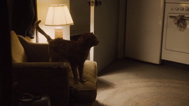 This is Us - Clooney - orange tabby cat Clooney with bent ear standing on chair