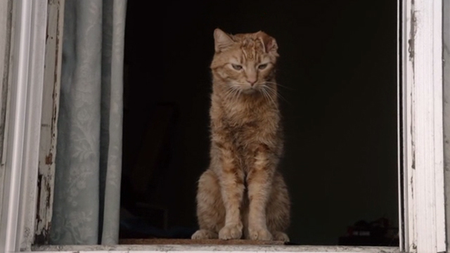 This is Us - Clooney - orange tabby cat Clooney with bent ear sitting in window
