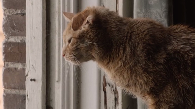 This is Us - Clooney - orange tabby cat Clooney with bent ear looking out window