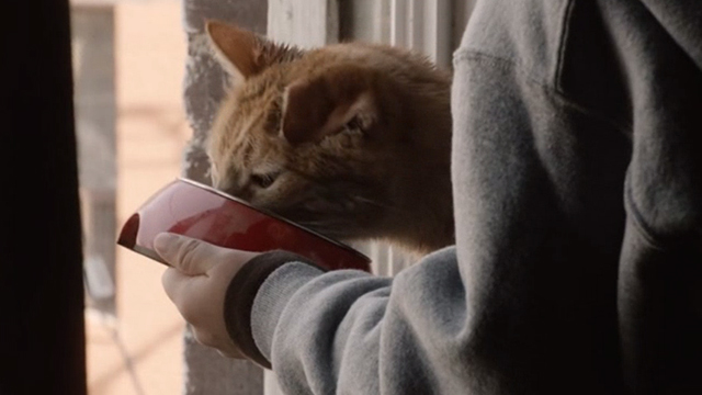 This is Us - Clooney - orange tabby cat Clooney with bent ear eating from bowl being held by boy