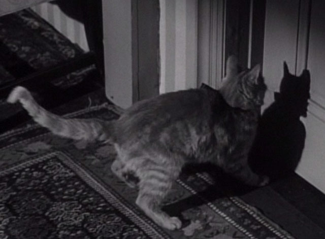 Thriller - The Poisoner - orange tabby cat Hermione shut out of room
