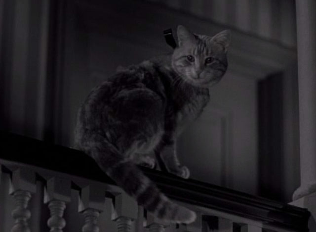Thriller - The Poisoner - orange tabby cat Hermione on railing