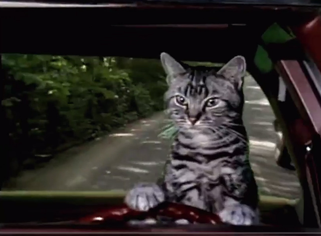 Saturday Night Live - Toonces the Driving Cat - Toonces the Driving ...