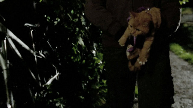 A Touch of Frost - If Dogs Run Free, Part One - ginger and white tabby cat being lifted from saddlebag