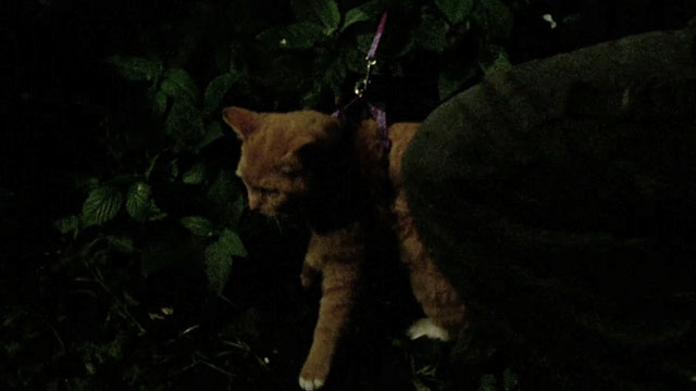 A Touch of Frost - If Dogs Run Free, Part One - ginger and white tabby cat in harness with lead tied to post