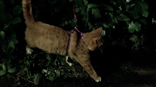 A Touch of Frost - If Dogs Run Free, Part One - ginger and white tabby cat on lead tied to post in park