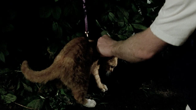 A Touch of Frost - If Dogs Run Free, Part One - ginger and white tabby cat having harness lead untied from post
