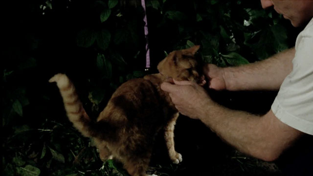A Touch of Frost - If Dogs Run Free, Part One - ginger and white tabby cat having harness lead untied from post by jogger