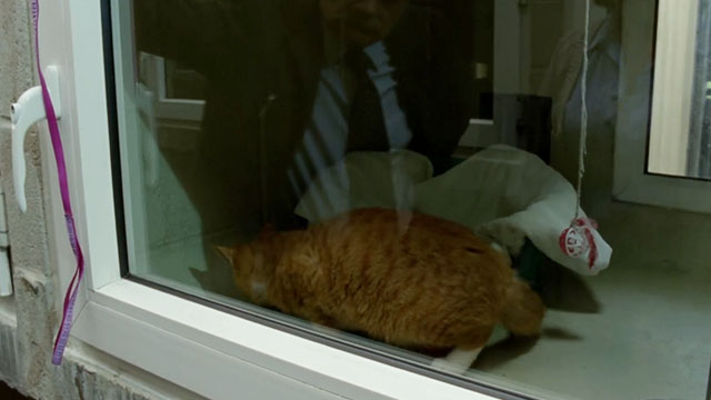 A Touch of Frost - If Dogs Run Free, Part Two - ginger and white tabby cat lying inside glassed in enclosure at shelter