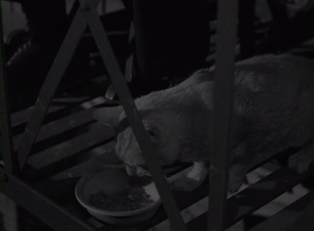 The Twilight Zone - He's Alive - tabby cat eating from bowl on fire escape