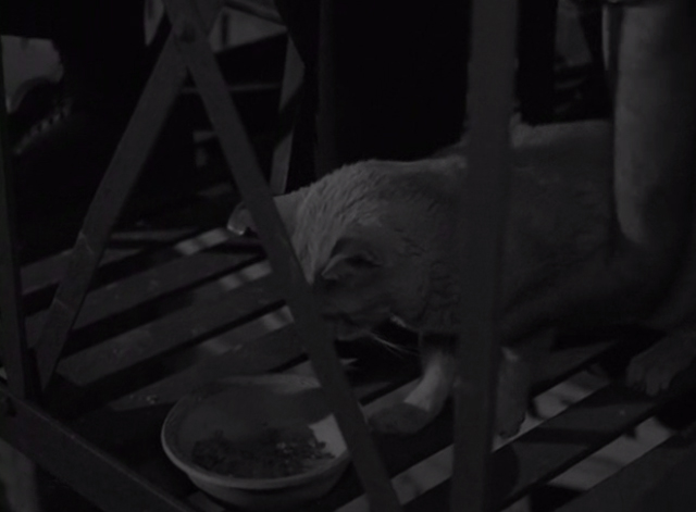 The Twilight Zone - He's Alive - hand reaching down to pick up tabby cat eating from bowl on fire escape