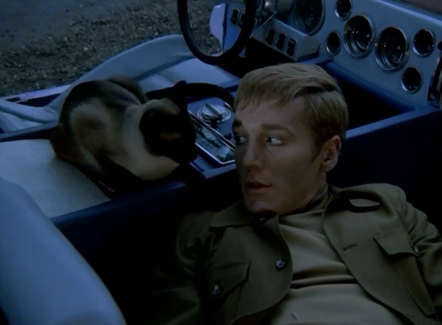 U.F.O. - The Cat with Ten Lives Siamese cat Jonah with Reagan when he awakens in car