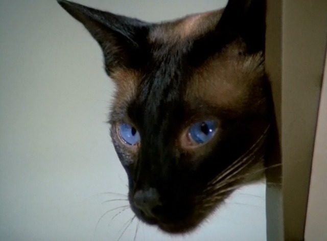U.F.O. - The Cat with Ten Lives Siamese cat Jonah close up