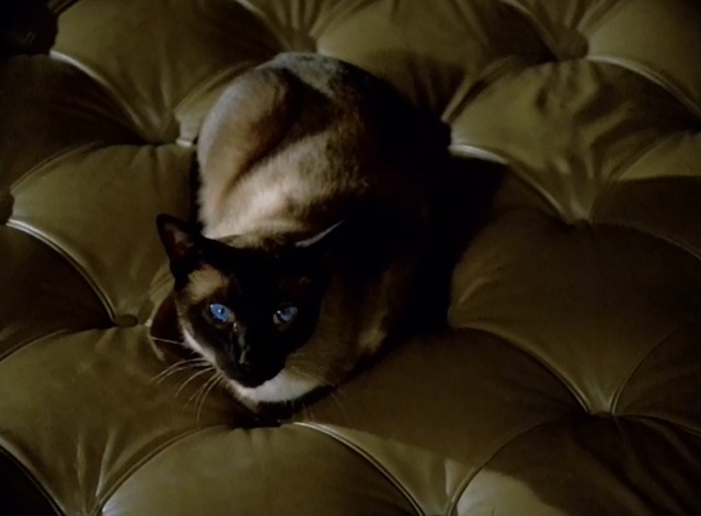U.F.O. - The Cat with Ten Lives Siamese cat Jonah on couch