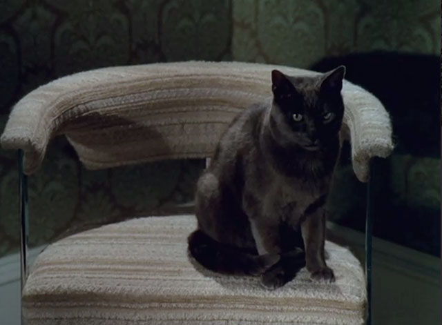 UFO - E.S.P. - gray cat sitting on chair