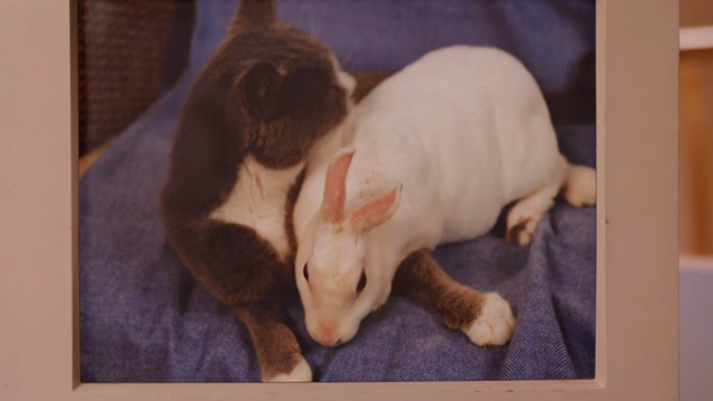 Unbreakable Kimmy Schmidt - Kimmy Kidnaps Gretchen! - bunny and kitty on computer screen